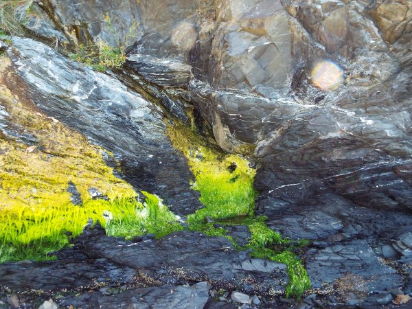 Neon ombre moss, so cool.