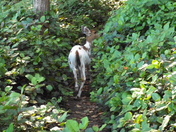 Yep, that's a white deer! Gotta love wildlife. 